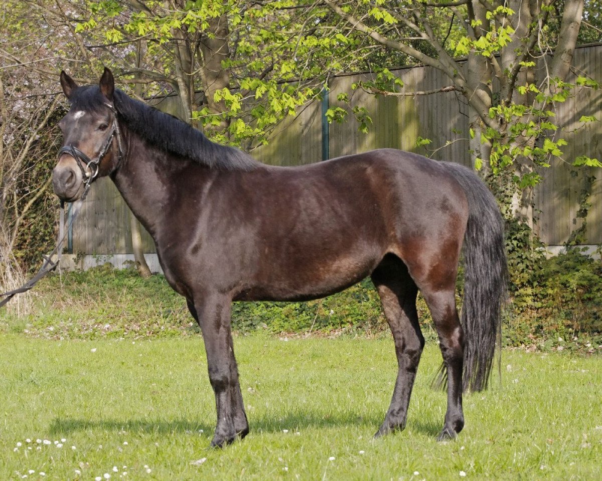 broodmare Promise Gipsy (New Forest Pony, 1991, from Valentino)