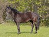 broodmare Promise Gipsy (New Forest Pony, 1991, from Valentino)