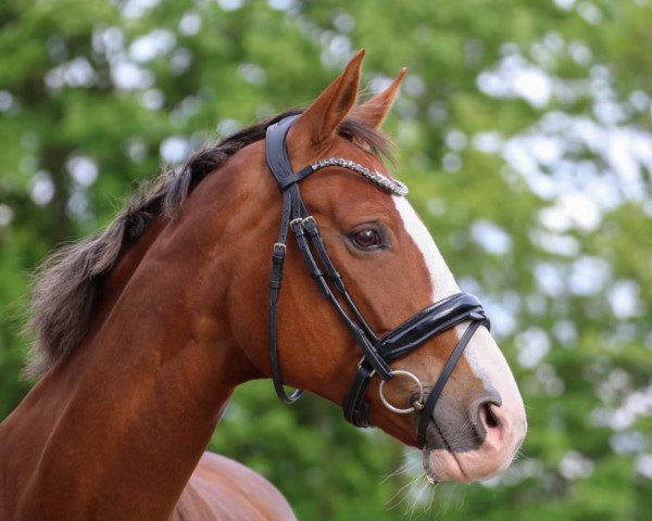 dressage horse So Pretty H (Oldenburg, 2008, from Sir Donnerhall I)