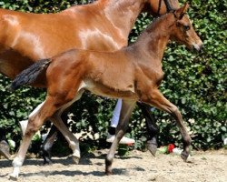 broodmare Fantasie (Westphalian, 2011, from Filius Bedo)