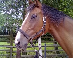 broodmare Astora (Rhinelander, 2003, from Abanos)