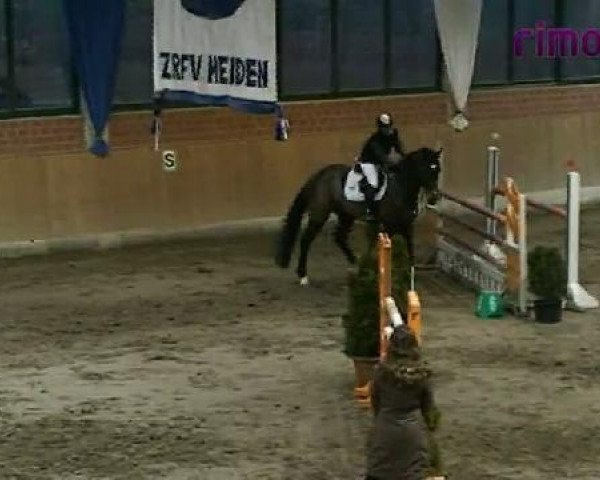 jumper Campione VC (Rhinelander, 2002, from Contender)