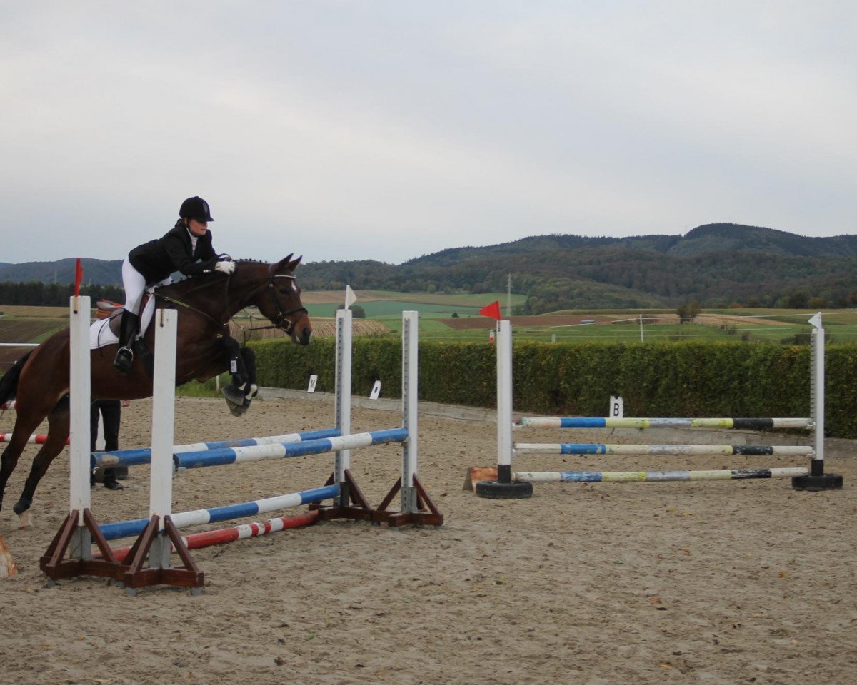 jumper Funny Girl (Hanoverian, 2005, from For Pleasure)