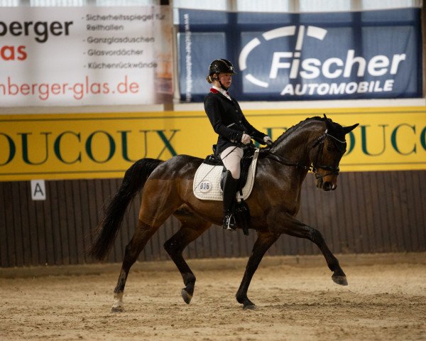 Dressurpferd De Vito 28 (Deutsches Sportpferd, 2013, von Dagobert 106)