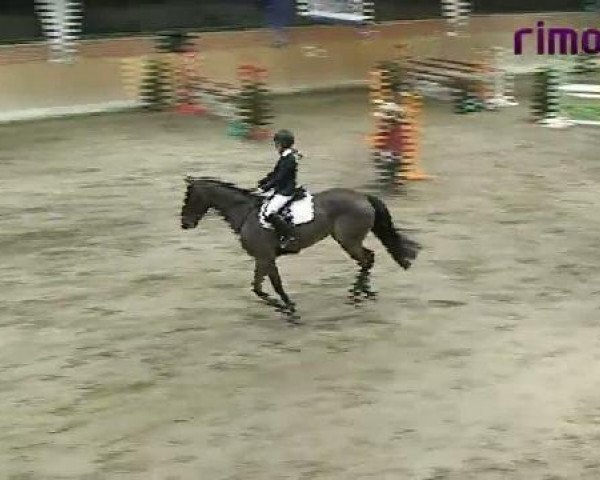 jumper Fenja 157 (Swedish Warmblood, 2000, from Acagion)