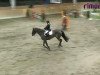 jumper Fenja 157 (Swedish Warmblood, 2000, from Acagion)