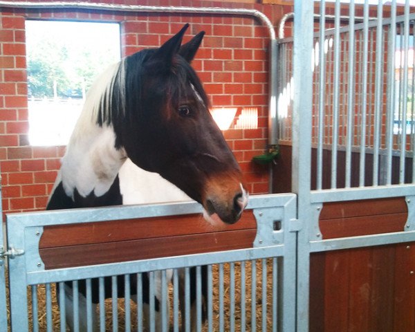 dressage horse Rosalinde (Polish Warmblood, 2002)