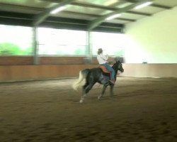 Pferd CM Gray Lady Train (Quarter Horse, 2005, von Nics Peppy Train)