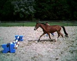 dressage horse Nobody von der Mühle (German Riding Pony, 2009, from Night-Cup)