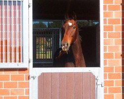 Pferd Rather Nice Boy (Westfale, 2004, von Rockwell)