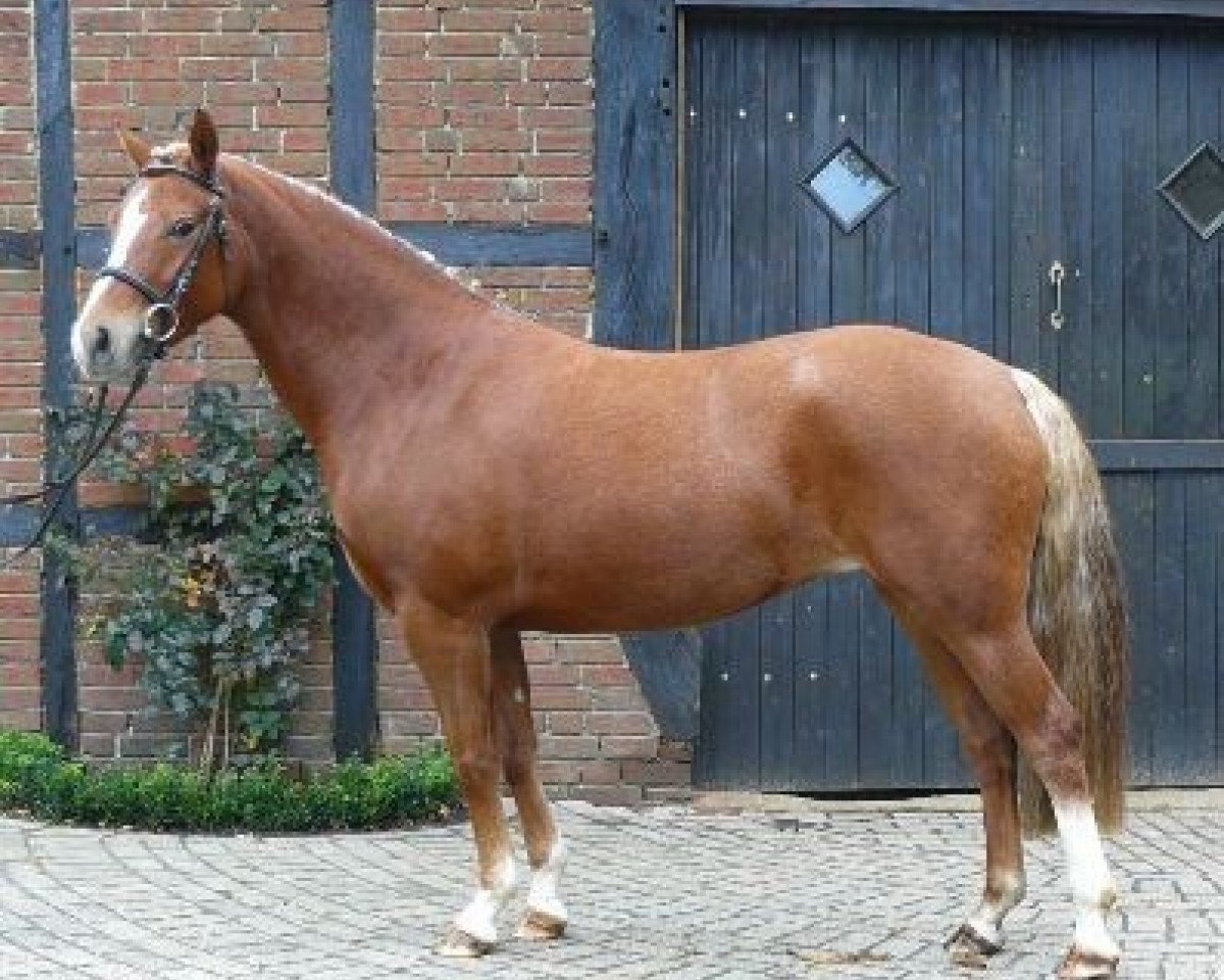 horse Cocoa D'Arriba (German Riding Pony, 2006, from Constantin)