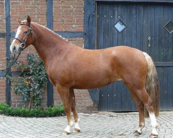 Pferd Cocoa D'Arriba (Deutsches Reitpony, 2006, von Constantin)