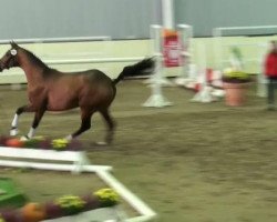 dressage horse Empire Royale (KWPN (Royal Dutch Sporthorse), 2009, from Tuschinski)