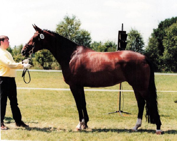 Pferd Weltmaerchen (Hannoveraner, 1993, von Weltmeyer)
