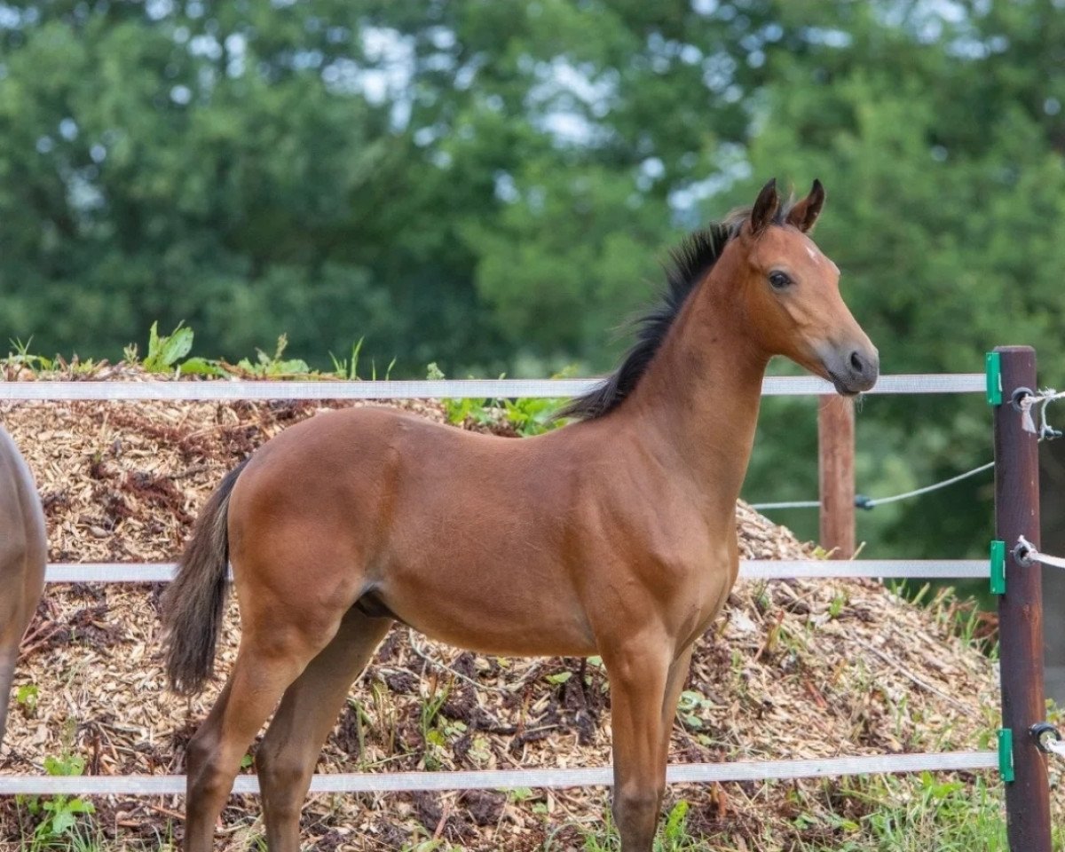 Springpferd Venustas Cool Star (Deutsches Reitpony, 2022, von Venustas Cool Edition)