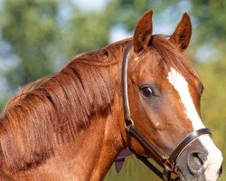 Zuchtstute Lucy (Deutsches Reitpony, 2014, von Venustas Crazy Boy)