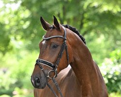 dressage horse Redfort Dree Böken (Hanoverian, 2016, from Rock Forever NRW)