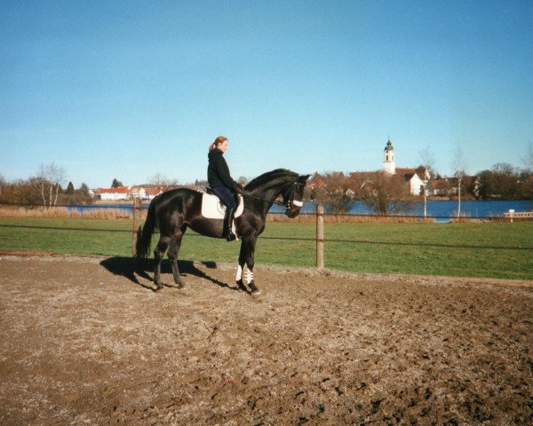 Pferd Grana (Mecklenburger, 1992, von Glückstaler II)
