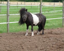 jumper Rebell vom Rosengarten (Dt.Part-bred Shetland pony, 1989, from Roman)