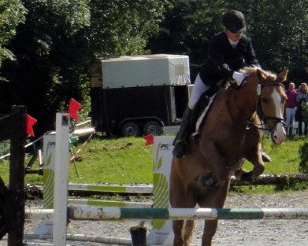 Springpferd Hato 2 (Haflinger, 2006)