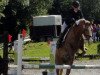 jumper Hato 2 (Haflinger, 2006)