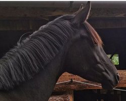 broodmare My Maybellene JD (Little German Riding Horse, 2019, from Maestro)