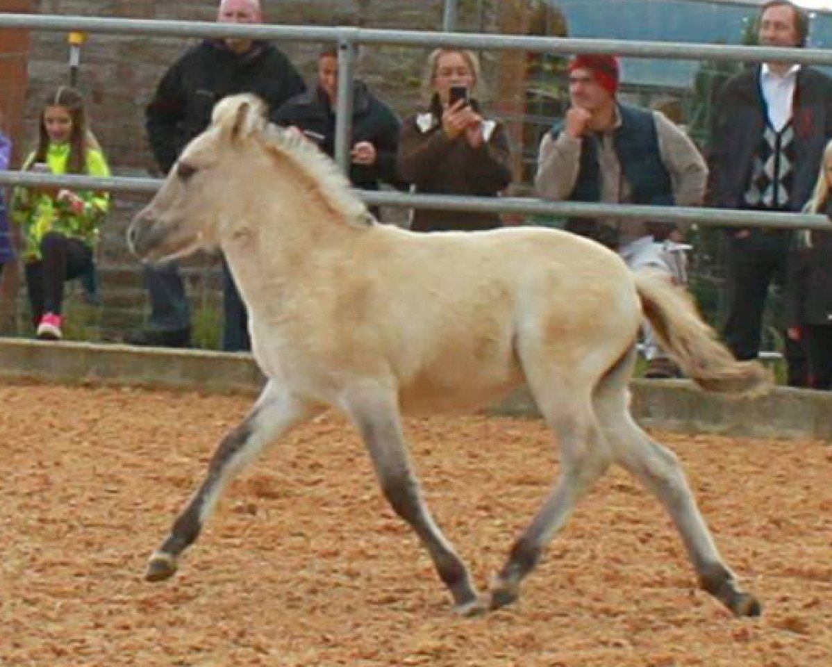 Pferd Taiga (Fjordpferd, 2016, von Tsjalle)