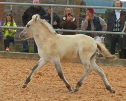 horse Taiga (Fjord Horse, 2016, from Tsjalle)