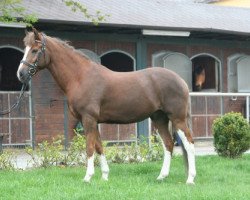 dressage horse Taino (German Riding Pony, 1998, from Tashunko)