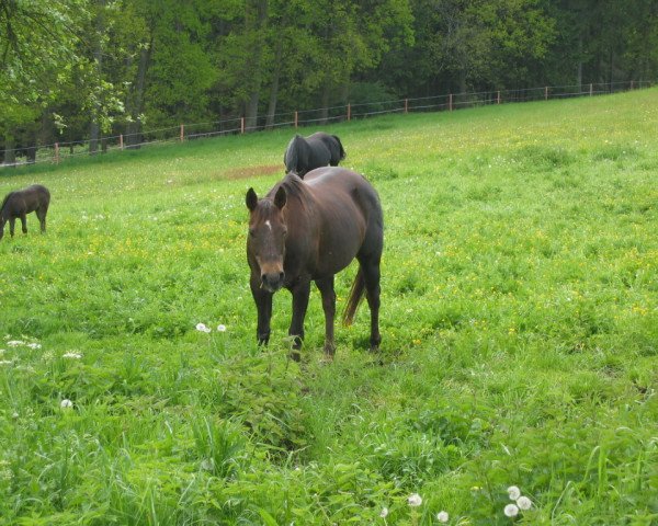 Zuchtstute First Sweet Lady (Quarter Horse, 1988, von Satin Red Ant)