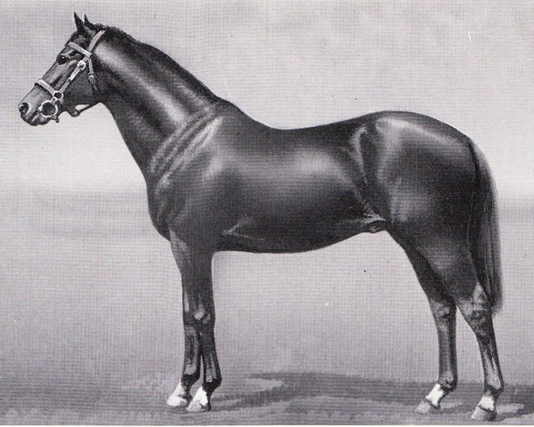 stallion Grafton xx (Thoroughbred, 1894, from Galopin xx)