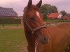 broodmare Bon Petit (Westphalian, 2008, from Biasini)