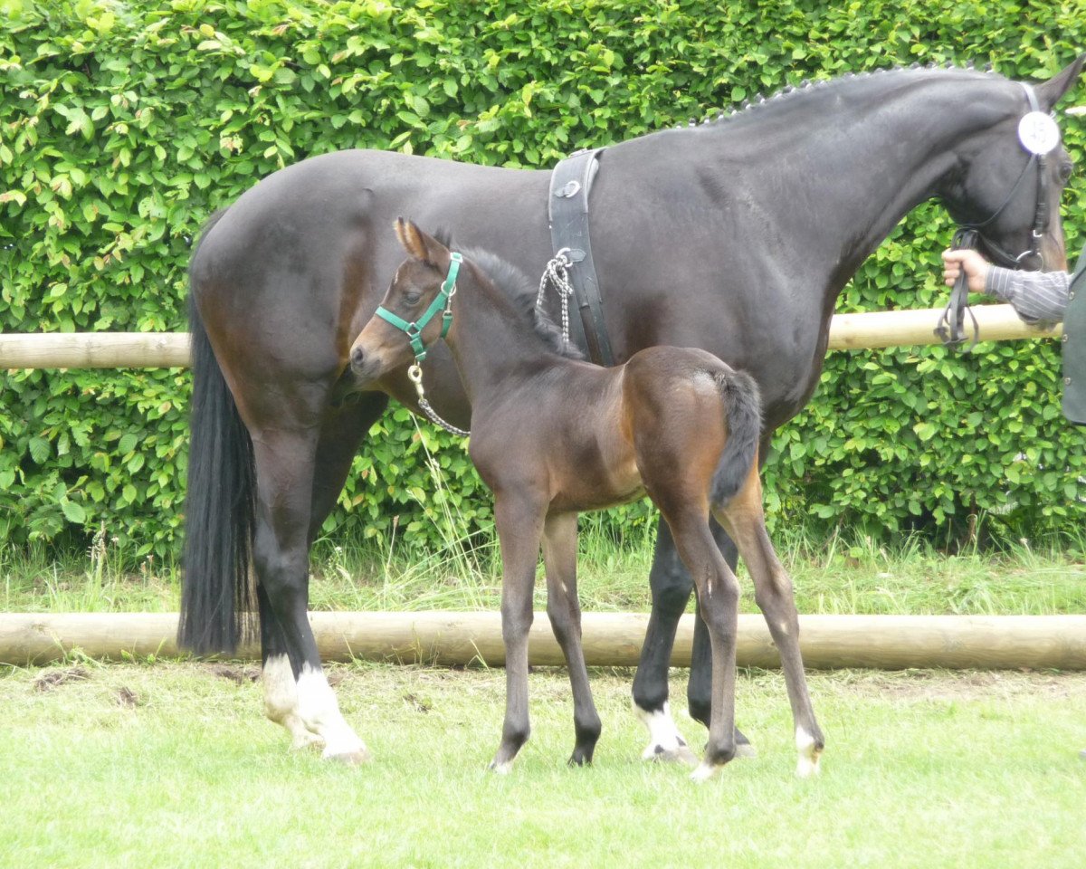 broodmare Frieda Gold AS (Westphalian, 2010, from Flanagan)