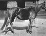 broodmare Goletta xx (Thoroughbred, 1894, from Galopin xx)