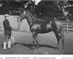 broodmare Galinthia xx (Thoroughbred, 1895, from Galopin xx)