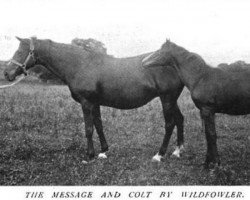 broodmare The Message xx (Thoroughbred, 1894, from Galopin xx)