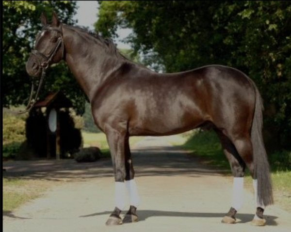 stallion Boss jun. (German Riding Pony, 1996, from Boss)