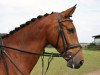 dressage horse Flori (Westphalian, 2005, from Florestan I)