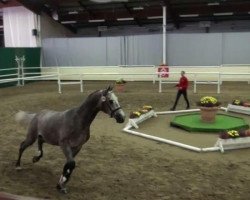 jumper Cardozo Z (Zangersheide riding horse, 2009, from Clinton)