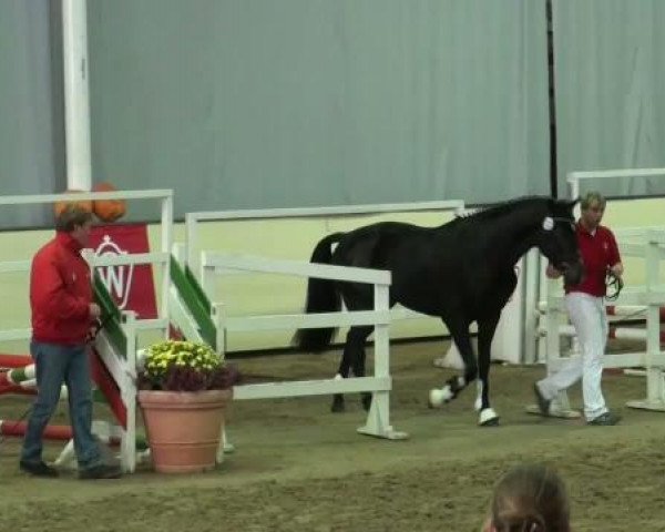 Springpferd Eadelheid (KWPN (Niederländisches Warmblut), 2009, von Namelus R)