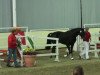 jumper Eadelheid (KWPN (Royal Dutch Sporthorse), 2009, from Namelus R)