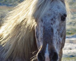 broodmare Nayade (German Riding Pony, 1996, from Charly)