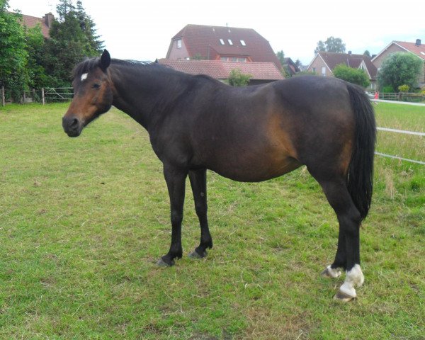 Zuchtstute Tess (Deutsches Reitpony, 1994, von Tangerine Dream)