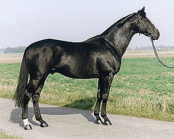 stallion Amatcho (Trakehner, 1989, from Matcho AA)