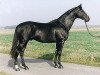 stallion Amatcho (Trakehner, 1989, from Matcho AA)