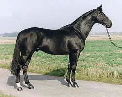 stallion Amatcho (Trakehner, 1989, from Matcho AA)