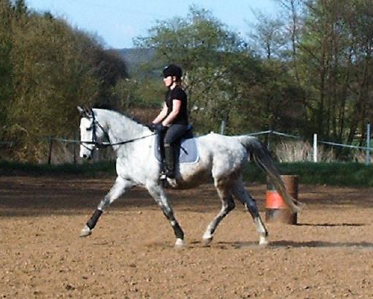broodmare P-Flaemmchen (Holsteiner, 2000, from Lucky Lionell)
