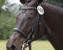 dressage horse Royal Dancer (Westphalian, 1996, from Rosenkavalier)