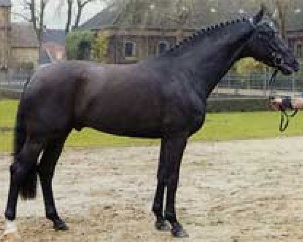 dressage horse Sandro Bedo (Westphalian, 2002, from Sandro Hit)