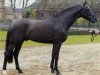 stallion Sandro Bedo (Westphalian, 2002, from Sandro Hit)